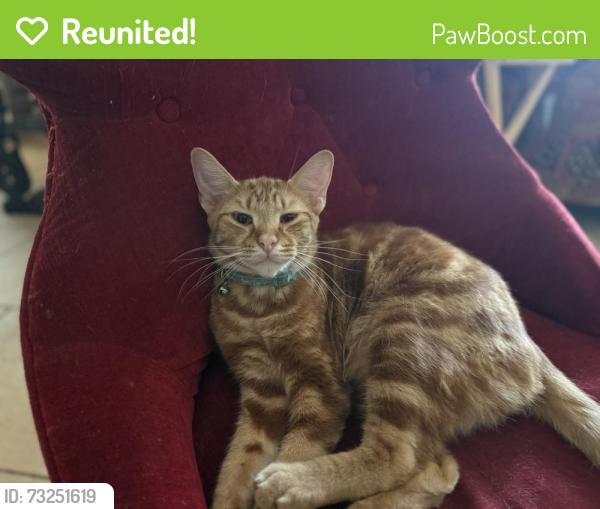 Reunited Male Cat last seen Near, Katy, TX 77494