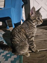 Found/Stray Unknown Cat last seen Linval and Isbell st, Lansing, MI 48910