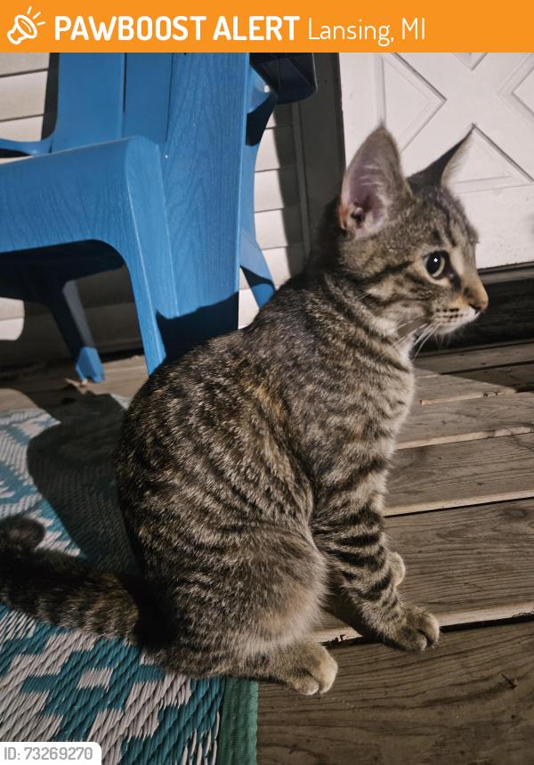 Found/Stray Unknown Cat last seen Linval and Isbell st, Lansing, MI 48910