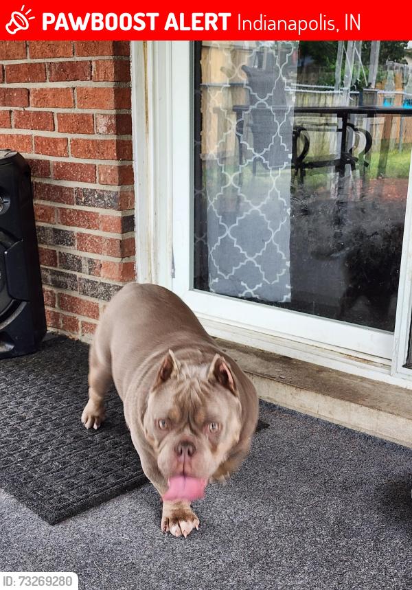 Lost Female Dog last seen 25th Post, Indianapolis, IN 46229