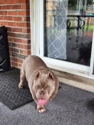 Lost Female Dog last seen 25th Post, Indianapolis, IN 46229