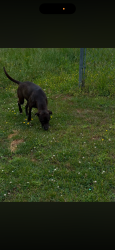 Lost Female Dog last seen North mills river, Mills River, NC 28759
