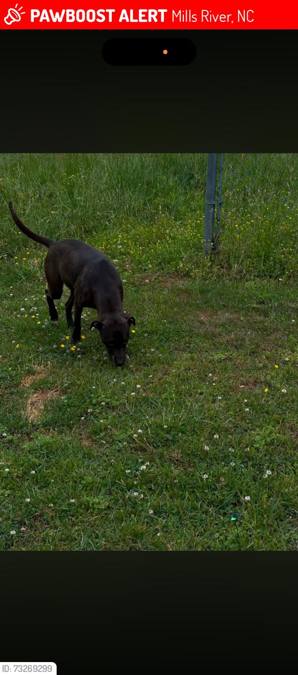 Lost Female Dog last seen North mills river, Mills River, NC 28759