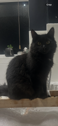 Lost Male Cat last seen Hardie Park, Abbots Drive, Hassengate, Thurrock, England 