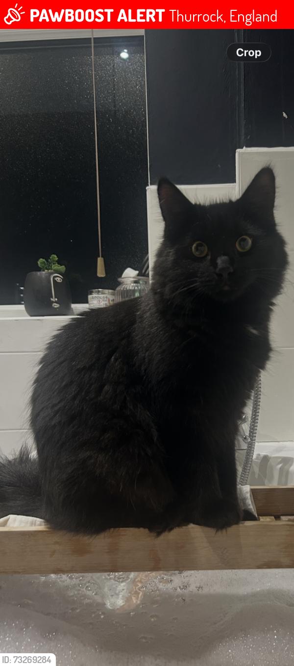 Lost Male Cat last seen Hardie Park, Abbots Drive, Hassengate, Thurrock, England 