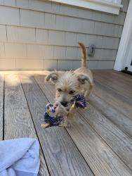Lost Male Dog last seen Near 340 M.L.K. Jr. St, Carson, CA 90746, Carson, CA 90745