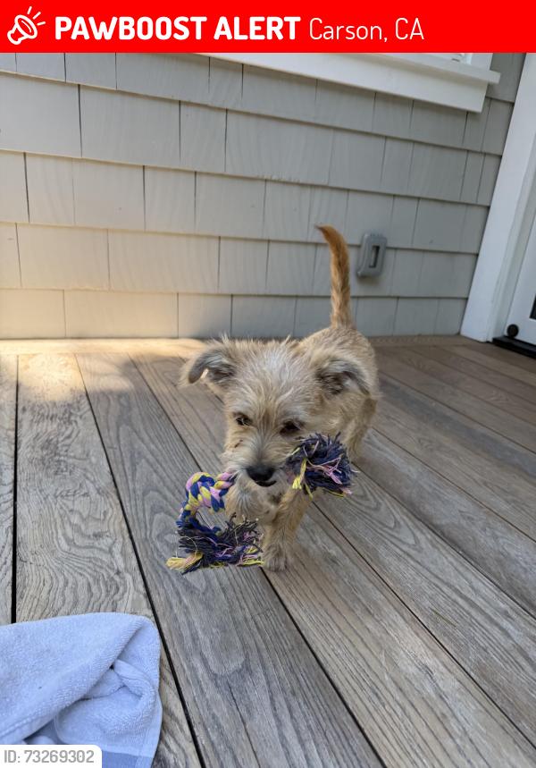 Lost Male Dog last seen Near 340 M.L.K. Jr. St, Carson, CA 90746, Carson, CA 90745