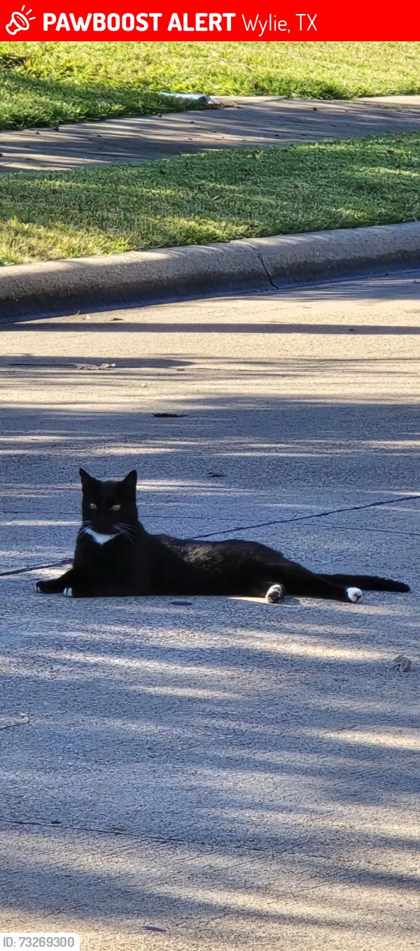 Lost Male Cat last seen Country Club in Quail Meadow neighborhood, Wylie, TX 75098