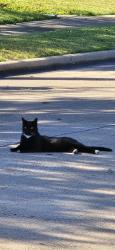 Lost Male Cat last seen Country Club in Quail Meadow neighborhood, Wylie, TX 75098