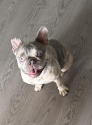 Lost Female Dog last seen Boswell High School, Fort Worth, TX 76179