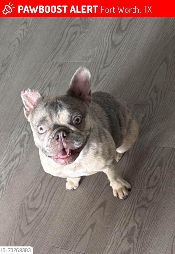 Lost Female Dog last seen Boswell High School, Fort Worth, TX 76179
