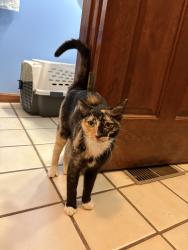 Found/Stray Female Cat last seen Lockbourne dr and Cranwood ct, Cincinnati, OH 45240