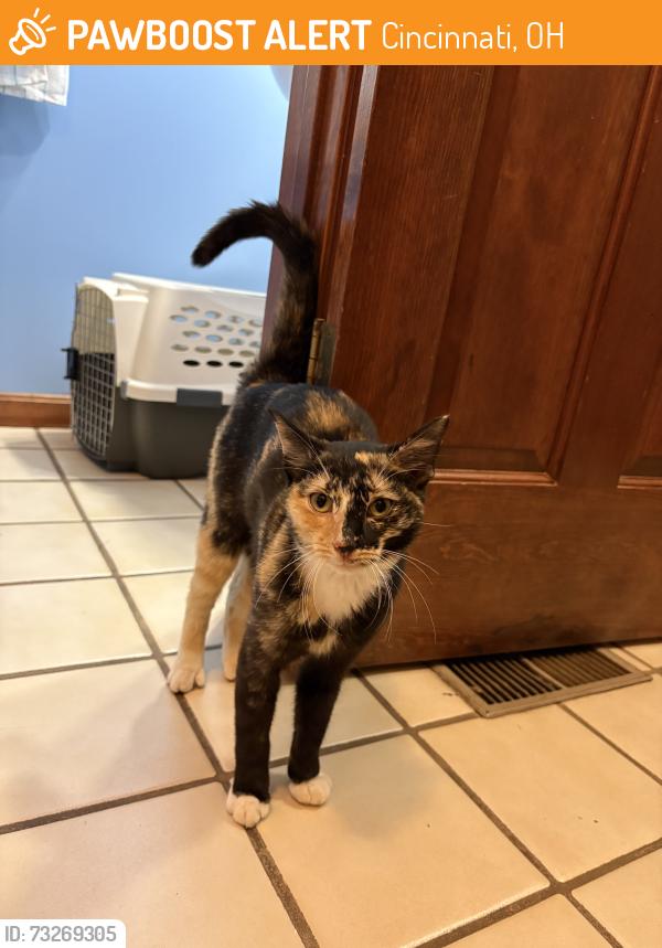 Found/Stray Female Cat last seen Lockbourne dr and Cranwood ct, Cincinnati, OH 45240