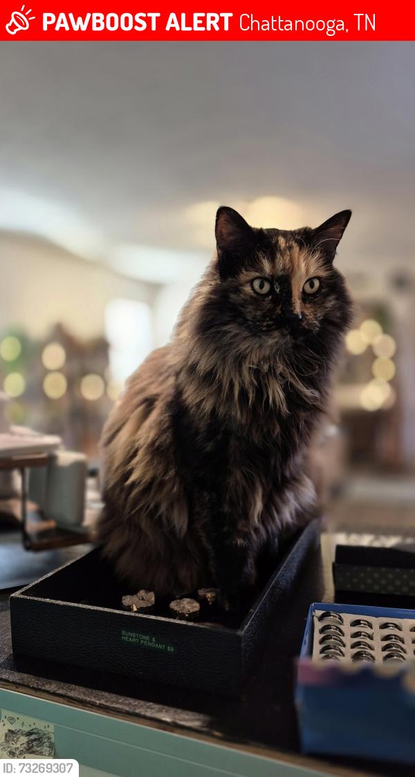 Lost Female Cat last seen Black Creek Ranch, Chattanooga, TN 37419