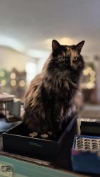 Lost Female Cat last seen Black Creek Ranch, Chattanooga, TN 37419