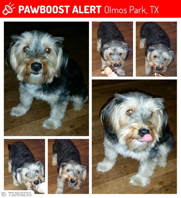 Lost Female Dog last seen Edison High School area, Olmos Park, TX 78212