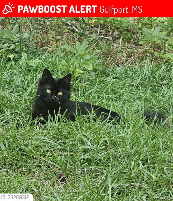 Lost Female Cat last seen Off north three rivers, Gulfport, MS 39501