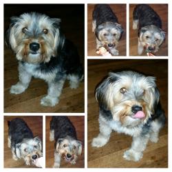 Lost Female Dog last seen Edison High School area, Olmos Park, TX 78212