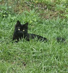 Lost Female Cat last seen Off north three rivers, Gulfport, MS 39501