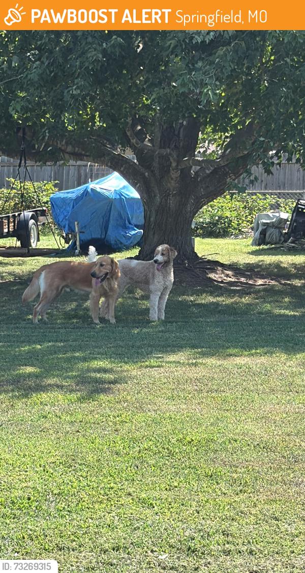 Found/Stray Unknown Dog last seen Near s farm road 131, Springfield, MO 65810