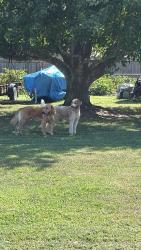 Found/Stray Unknown Dog last seen Near s farm road 131, Springfield, MO 65810