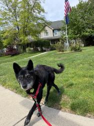 Lost Female Dog last seen Dessert Glen and Mojave Dr, Fishers, IN 46037