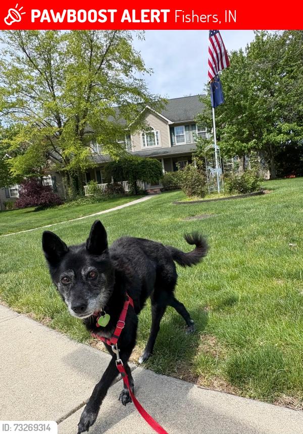 Lost Female Dog last seen Dessert Glen and Mojave Dr, Fishers, IN 46037