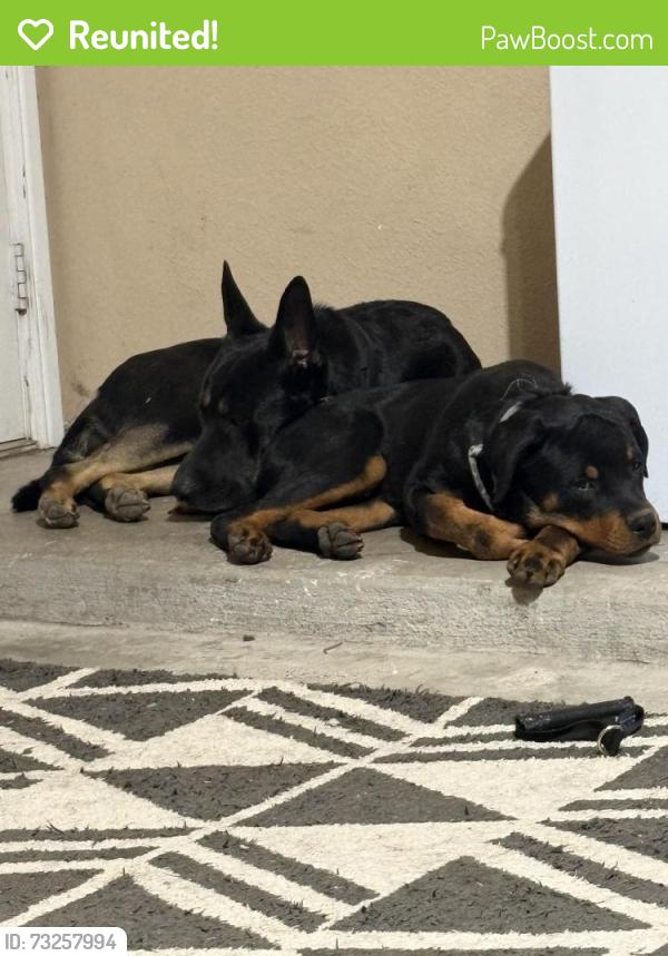Reunited Male Dog last seen Beachview lane, Fort Worth, TX 76179