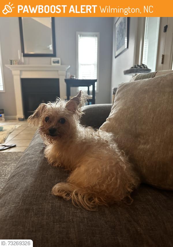 Found/Stray Female Dog last seen One tree hill bridge, Wilmington, NC 28401