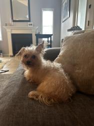 Found/Stray Female Dog last seen One tree hill bridge, Wilmington, NC 28401