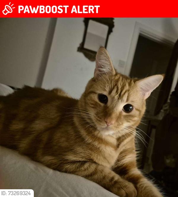 Lost Male Cat last seen Belsize Park Gardens, Belsize Park, England NW3 4AT