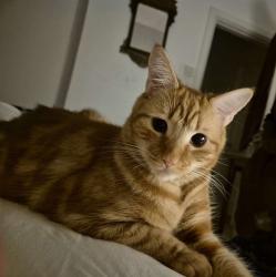 Lost Male Cat last seen Belsize Park Gardens, Belsize Park, England NW3 4AT