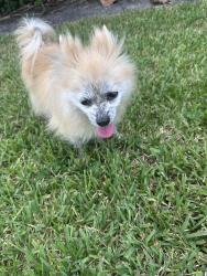 Found/Stray Female Dog last seen Military Trail and Holly Drive, Palm Beach Gardens, FL 33418