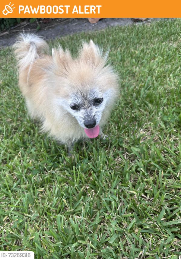 Found/Stray Female Dog last seen Military Trail and Holly Drive, Palm Beach Gardens, FL 33418