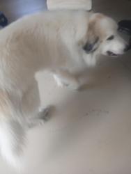 Reunited Male Dog last seen Cyclamen CT E, Sugarmill Woods, FL 34446