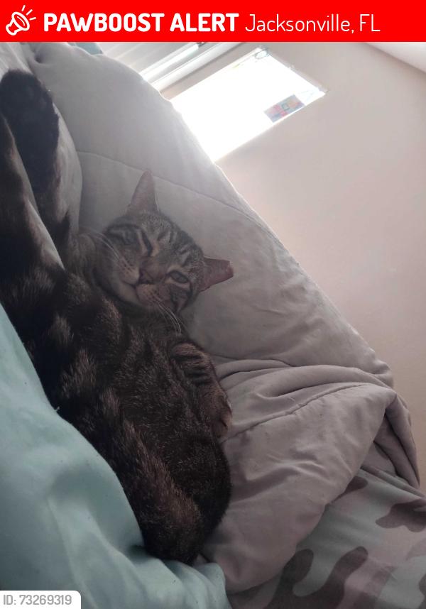 Lost Female Cat last seen Golden Bamboo & Garden St, Jacksonville, FL 32219