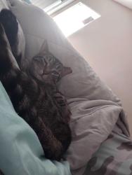 Lost Female Cat last seen Golden Bamboo & Garden St, Jacksonville, FL 32219