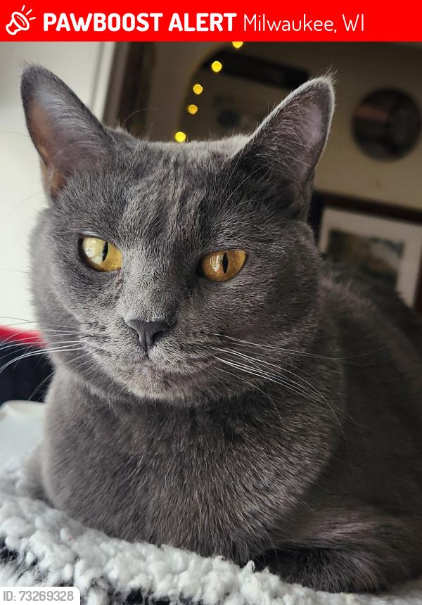 Lost Female Cat last seen Saint antida school, Milwaukee, WI 53202