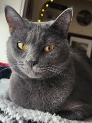 Lost Female Cat last seen Saint antida school, Milwaukee, WI 53202