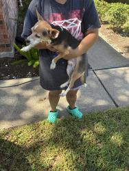 Reunited Male Dog last seen South Wimbledon, Brentwood Park, Harris County, TX 77449