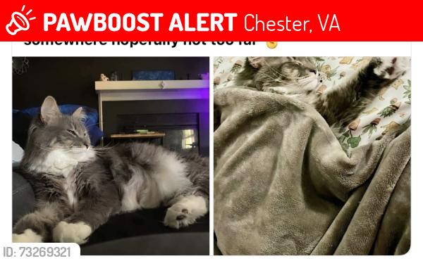Lost Male Cat last seen Near Thomas Dale High School, Chester, VA 23831