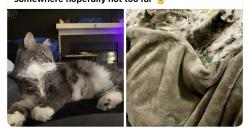Lost Male Cat last seen Near Thomas Dale High School, Chester, VA 23831