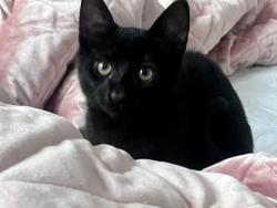 Lost Male Cat last seen Roswell rd, Sandy Springs, GA 30342