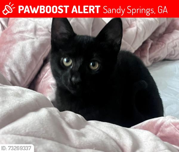 Lost Male Cat last seen Roswell rd, Sandy Springs, GA 30342
