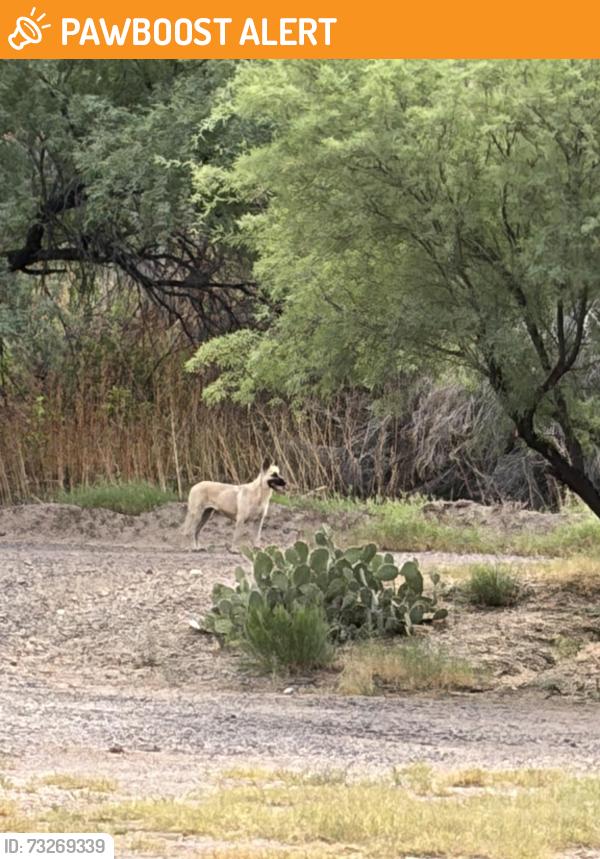 Found/Stray Unknown Dog last seen Mile marker 209 beeline highway, Maricopa County, AZ 85263