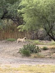 Found/Stray Unknown Dog last seen Mile marker 209 beeline highway, Maricopa County, AZ 85263