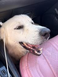 Reunited Female Dog last seen Near Medina River, Spring, TX 77386