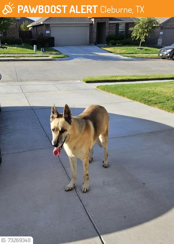Found/Stray Female Dog last seen Behind Cleburne Airportt, Cleburne, TX 76033