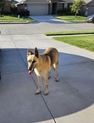 Found/Stray Female Dog last seen Behind Cleburne Airportt, Cleburne, TX 76033