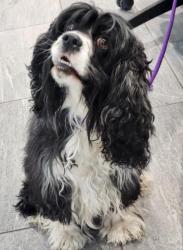 Shelter Stray Female Dog last seen Near BLOCK E ALAMBAMA DR, AURORA CO 80018, 2080 S Quebec St, Denver, CO 80231, USA